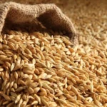 Wheat - Jave Godhi (Long Wheat Grain)