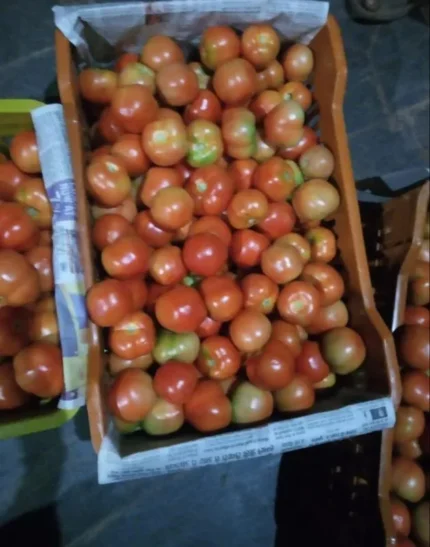 Fresh Tomato Nati (ಟೊಮೆಟೊ ನಾಟಿ )