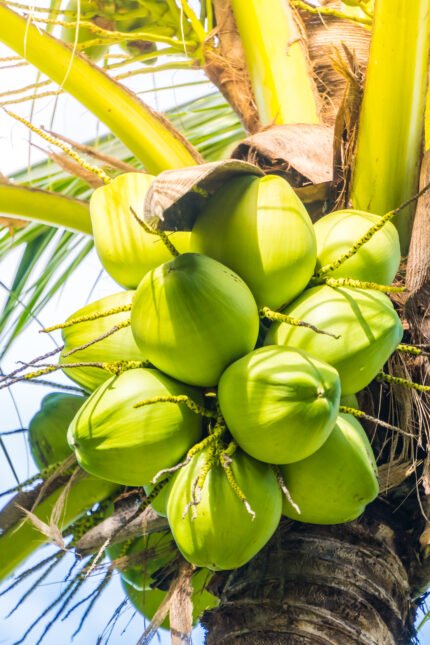 Tender Coconut