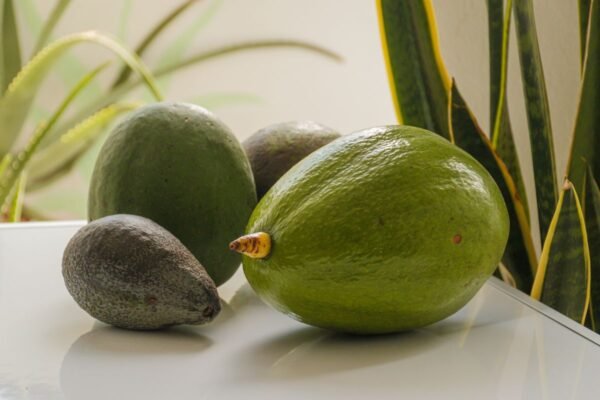Butter Fruit | Avocado | ಬೆಣ್ಣೆ ಹಣ್ಣು