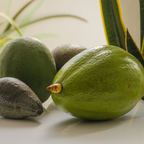 Butter Fruit | Avocado | ಬೆಣ್ಣೆ ಹಣ್ಣು