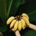 Elakki Banana | ಏಲಕ್ಕಿ ಬಾಳೆಹಣ್ಣು