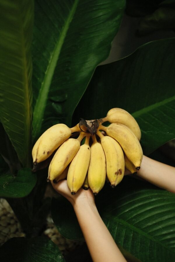 Elakki Banana | ಏಲಕ್ಕಿ ಬಾಳೆಹಣ್ಣು