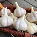 Garlic | ಬೆಳ್ಳುಳ್ಳಿ