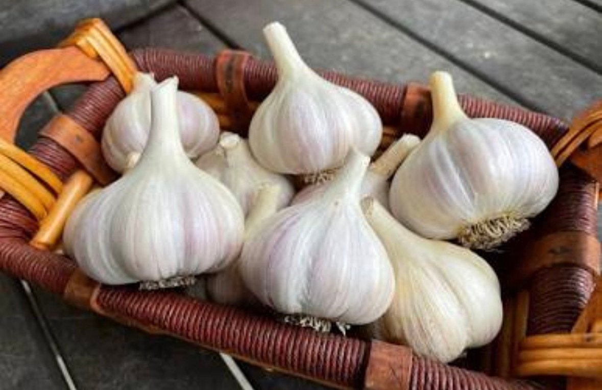 screenshot-3 Garlic | ಬೆಳ್ಳುಳ್ಳಿ - Image 1