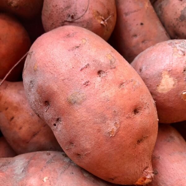 Sweet Potato | ಸಿಹಿ ಗೆಣಸು