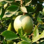 Wood Apple | ಬೇಲದ ಹಣ್ಣು