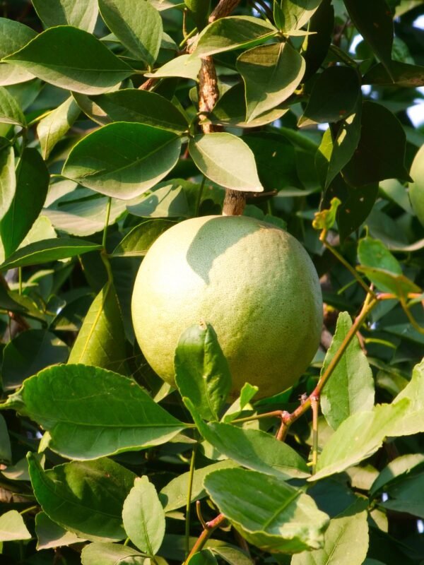Wood Apple | ಬೇಲದ ಹಣ್ಣು